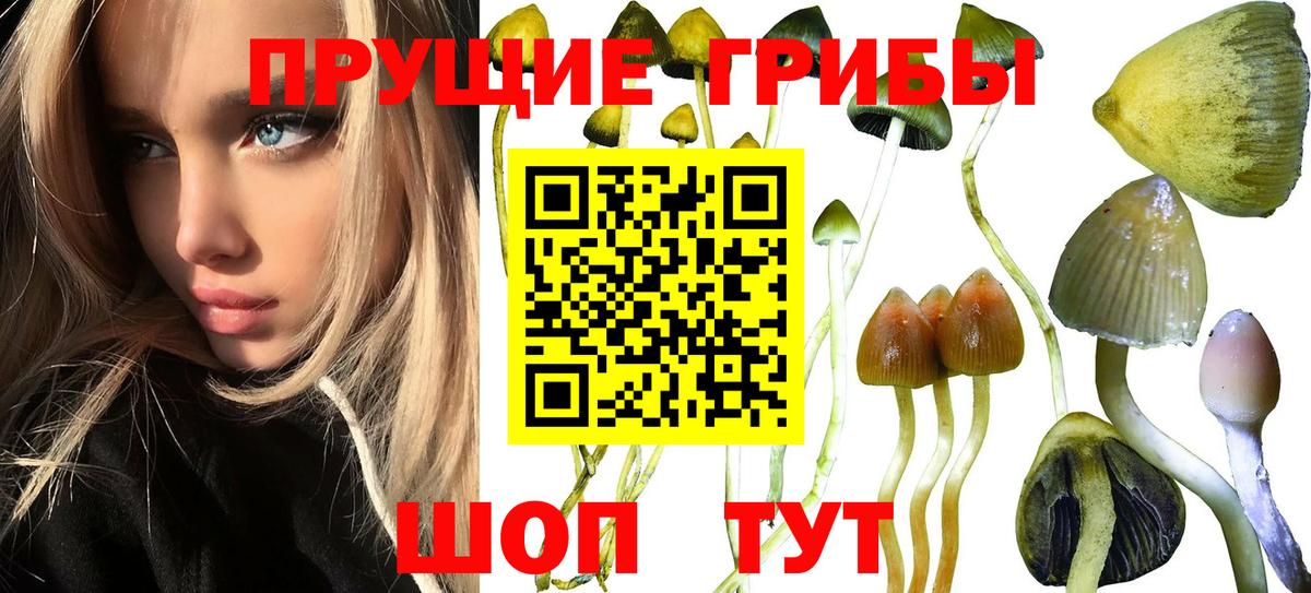 Галлюциногенные грибы Cubensis Карасук